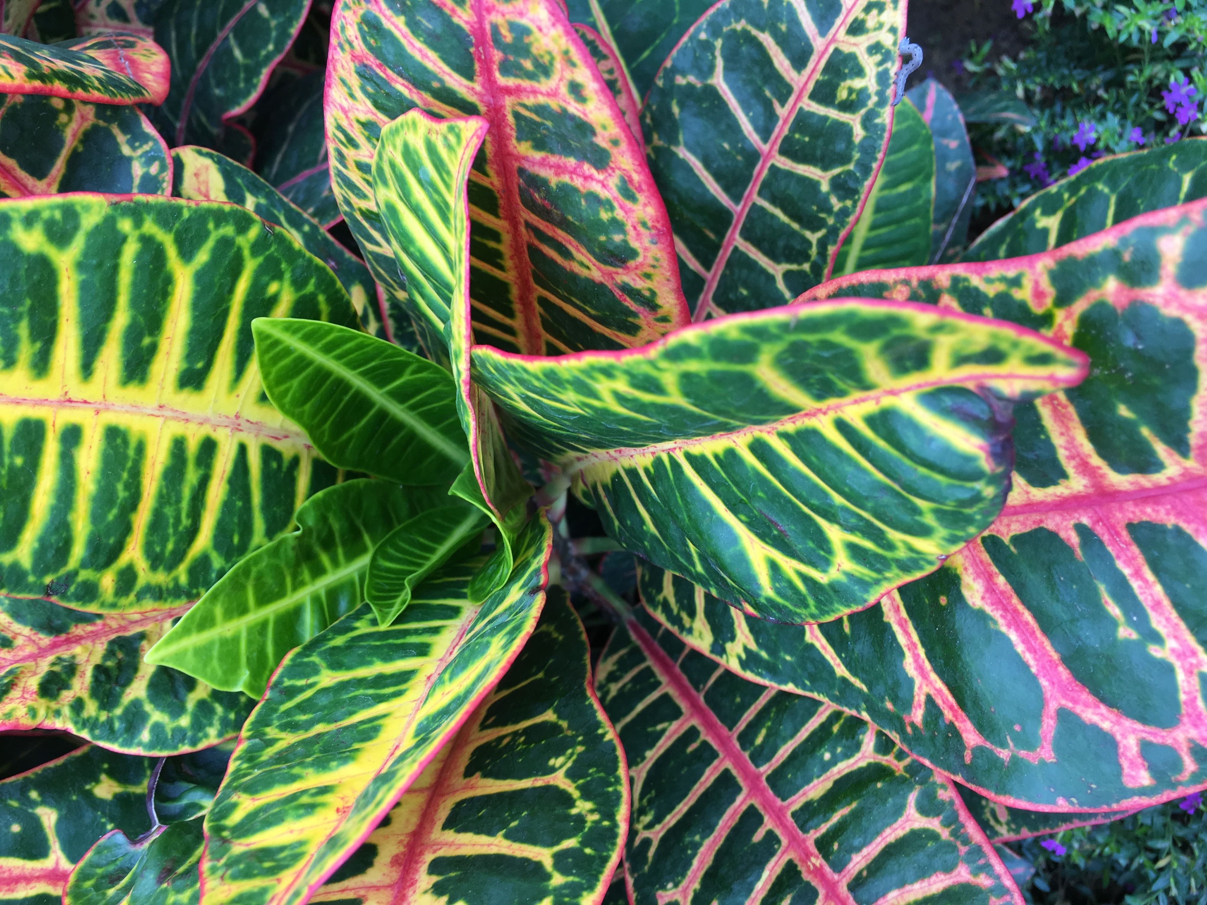 门科属: 被子植物门angiospermae>>大戟科 euphorbiaceae>>变叶木羰 